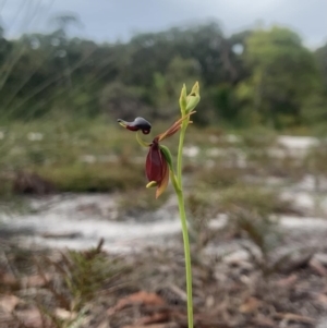 Caleana major at Brunswick Heads, NSW - suppressed