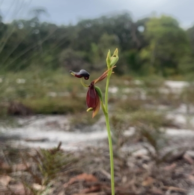 Caleana major (Large Duck Orchid) at Wallum - 14 Oct 2023 by lush