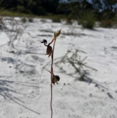 Caleana major (Large Duck Orchid) at Wallum - 14 Oct 2023 by Jamesbarrie