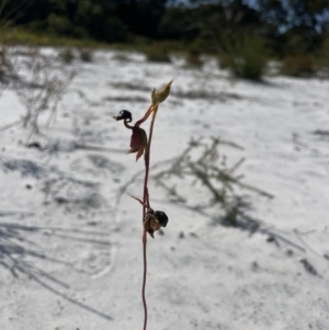 Caleana major at Brunswick Heads, NSW - suppressed