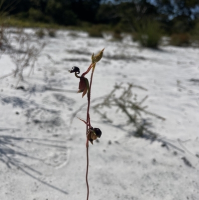 Caleana major (Large Duck Orchid) at Brunswick Heads, NSW - 14 Oct 2023 by Jamesbarrie