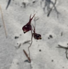 Caleana major at Brunswick Heads, NSW - suppressed