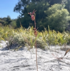 Caleana major at Brunswick Heads, NSW - 14 Oct 2023