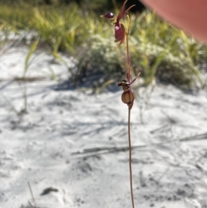 Caleana major at Brunswick Heads, NSW - 14 Oct 2023