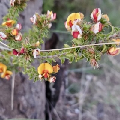 Pultenaea procumbens (Bush Pea) at Cooleman Ridge - 13 Oct 2023 by BethanyDunne