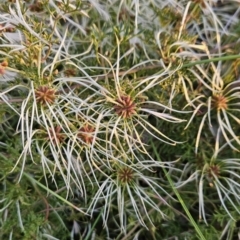 Clematis leptophylla (Small-leaf Clematis, Old Man's Beard) at Tuggeranong, ACT - 13 Oct 2023 by BethanyDunne