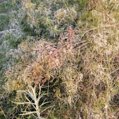 Clematis leptophylla at Tuggeranong, ACT - 14 Oct 2023 06:42 AM