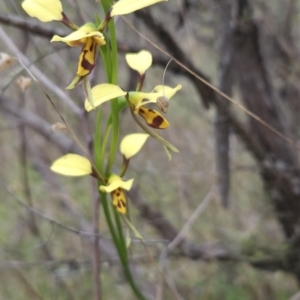 Diuris sulphurea at Canberra Central, ACT - 14 Oct 2023