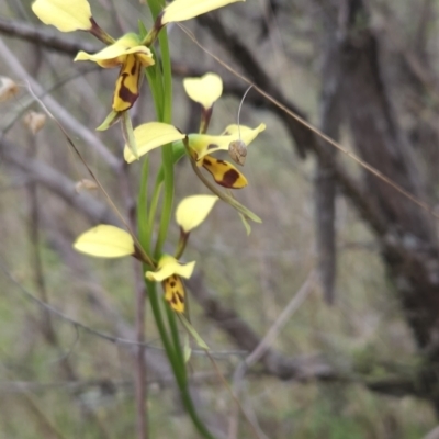 Diuris sulphurea (Tiger Orchid) at Black Mountain - 14 Oct 2023 by BethanyDunne