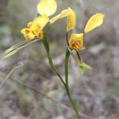 Diuris nigromontana (Black Mountain Leopard Orchid) at Canberra Central, ACT - 14 Oct 2023 by BethanyDunne