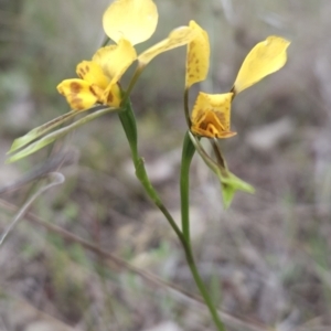 Diuris nigromontana at Canberra Central, ACT - 14 Oct 2023