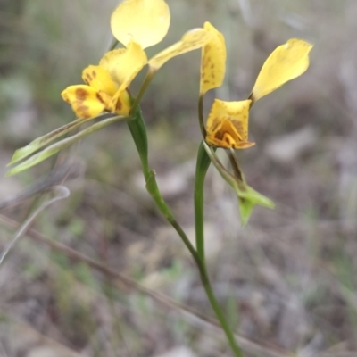 Diuris nigromontana (Black Mountain Leopard Orchid) at Black Mountain - 14 Oct 2023 by BethanyDunne