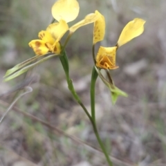 Diuris nigromontana (Black Mountain Leopard Orchid) at Black Mountain - 14 Oct 2023 by BethanyDunne