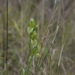 Hymenochilus bicolor (ACT) = Pterostylis bicolor (NSW) (Black-tip Greenhood) at Canberra Central, ACT - 14 Oct 2023 by BethanyDunne