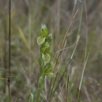 Hymenochilus bicolor (Black-tip Greenhood) at Canberra Central, ACT - 14 Oct 2023 by BethanyDunne