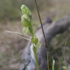 Hymenochilus bicolor (ACT) = Pterostylis bicolor (NSW) at Canberra Central, ACT - 14 Oct 2023