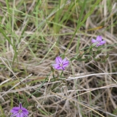 Thysanotus patersonii (Twining Fringe Lily) at Canberra Central, ACT - 14 Oct 2023 by BethanyDunne