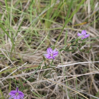 Thysanotus patersonii (Twining Fringe Lily) at Black Mountain - 14 Oct 2023 by BethanyDunne