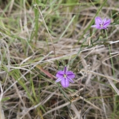 Thysanotus patersonii at Canberra Central, ACT - 14 Oct 2023 12:23 PM