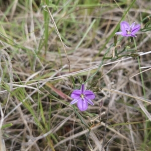 Thysanotus patersonii at Canberra Central, ACT - 14 Oct 2023