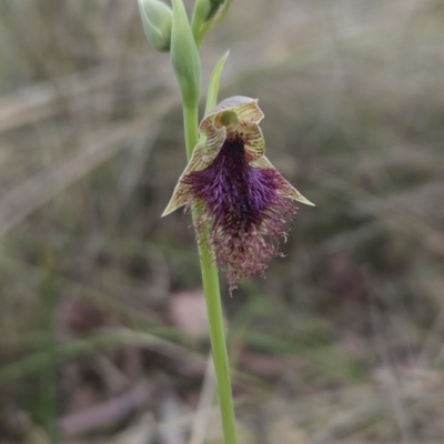Calochilus platychilus (Purple Beard Orchid) at Canberra Central, ACT - 14 Oct 2023 by BethanyDunne
