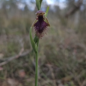 Calochilus platychilus at Canberra Central, ACT - 14 Oct 2023