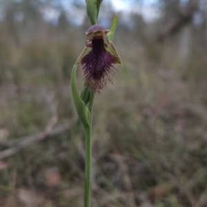 Calochilus platychilus at Canberra Central, ACT - suppressed