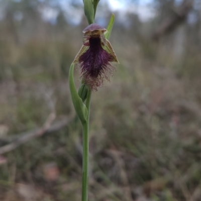 Calochilus platychilus (Purple Beard Orchid) at Black Mountain - 14 Oct 2023 by BethanyDunne