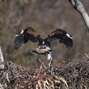 Aquila audax at Majura, ACT - suppressed