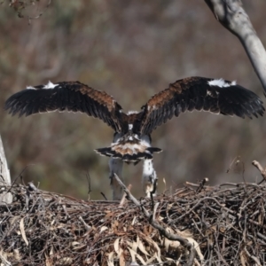 Aquila audax at Majura, ACT - suppressed