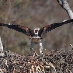 Aquila audax at Majura, ACT - suppressed