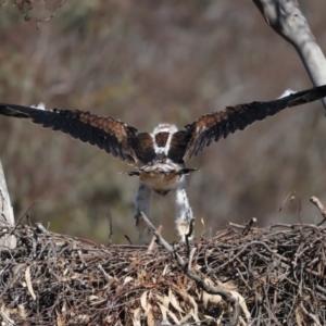 Aquila audax at Majura, ACT - suppressed