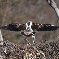 Aquila audax at Majura, ACT - suppressed