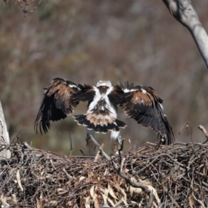 Aquila audax at Majura, ACT - suppressed