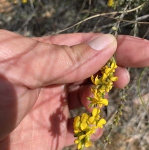 Dillwynia sericea at Bywong, NSW - suppressed