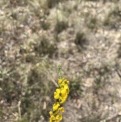 Dillwynia sericea at Bywong, NSW - suppressed