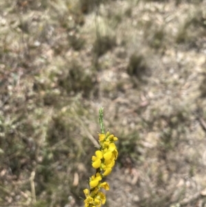 Dillwynia sericea at Bywong, NSW - suppressed