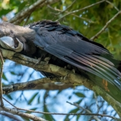 Calyptorhynchus lathami (Glossy Black-Cockatoo) at Brunswick Heads, NSW - 14 Oct 2023 by Mala