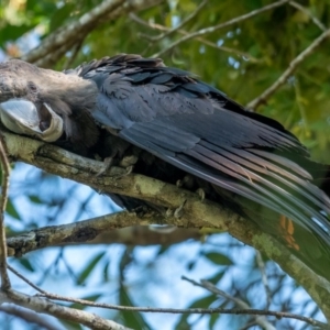 Calyptorhynchus lathami lathami at Brunswick Heads, NSW - suppressed