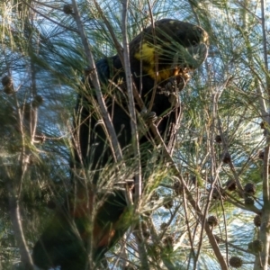 Calyptorhynchus lathami lathami at Brunswick Heads, NSW - suppressed