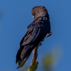 Calyptorhynchus lathami lathami at Brunswick Heads, NSW - 14 Oct 2023