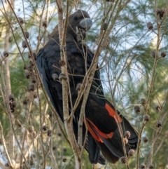 Calyptorhynchus lathami lathami at Brunswick Heads, NSW - suppressed