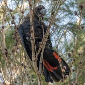 Calyptorhynchus lathami lathami at Brunswick Heads, NSW - 14 Oct 2023