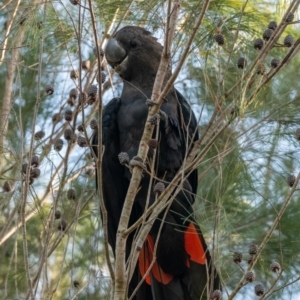 Calyptorhynchus lathami lathami at Brunswick Heads, NSW - 14 Oct 2023