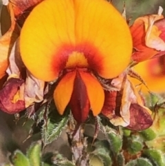 Pultenaea procumbens (Bush Pea) at Lyons, ACT - 9 Oct 2023 by GregC