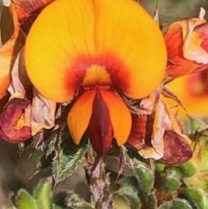 Pultenaea procumbens at Lyons, ACT - 9 Oct 2023