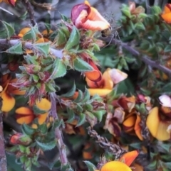 Pultenaea procumbens at Lyons, ACT - 9 Oct 2023