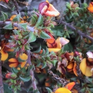 Pultenaea procumbens at Lyons, ACT - 9 Oct 2023