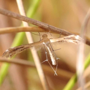 Stangeia xerodes at Canberra Central, ACT - 13 Oct 2023 03:10 PM