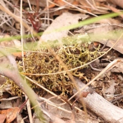 Cladia sp. (genus) at ANBG South Annex - 13 Oct 2023 by ConBoekel